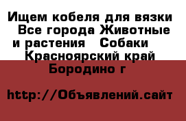 Ищем кобеля для вязки - Все города Животные и растения » Собаки   . Красноярский край,Бородино г.